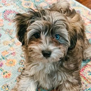 Meet your Posher, Libby